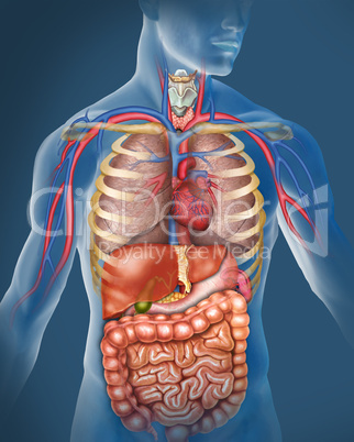 anatomy of the human body