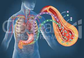 types of diabetes