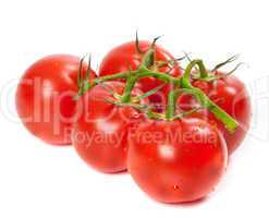 Ripe tomato on bunch with water drops