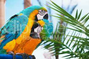 blue and yellow macaw