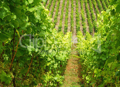 Weinberg mit Weintrauben - Vineyard