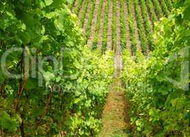 Weinberg mit Weintrauben - Vineyard