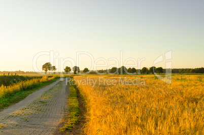 Corn field at sunset