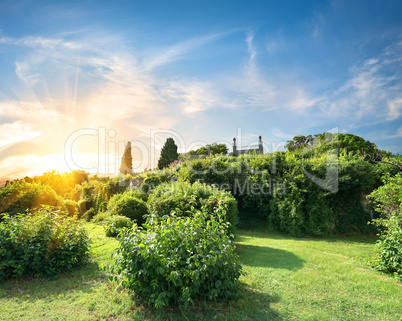 Bushes in Vorontsov garden