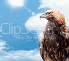 eagle on background sky