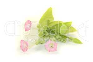 Tabakpflanze mit rosa Blüten