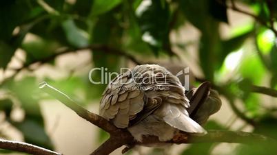 Eurasian Collared Dove self cleaning