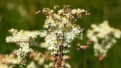 White flower of  Dropwort (Filipendula vulgaris )