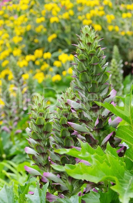 Acanthus mollis 09