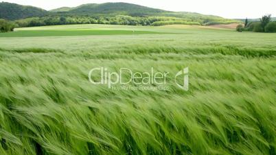 Beautiful cereal field in a windy day