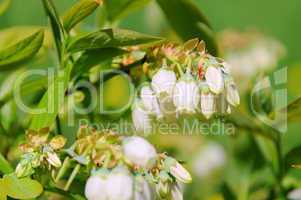 Heidelbeere Bluete - Bilberry flower 02