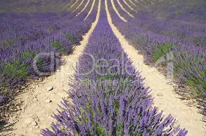 Lavendelfeld - lavender field 06