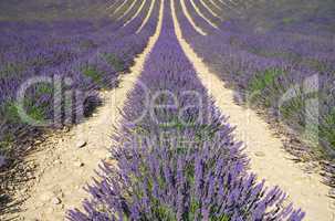 Lavendelfeld - lavender field 06