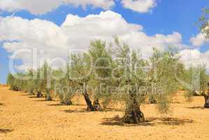 Olivenbaum - olive tree 58