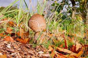 Riesenschirmpilz - Parasol mushroom 13