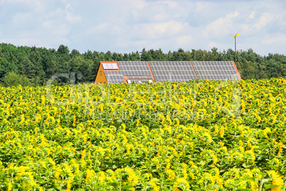 Sonnenblumenfeld und Solaranlage - sunflower field and solar plant 02