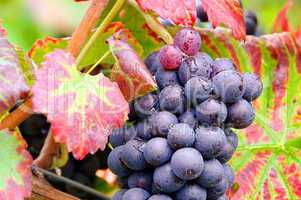 Weintraube rot - grape red 27