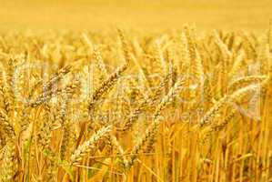 Weizenfeld - wheat field 03