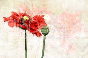 Mohn