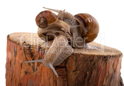 Snails on top of one another, on pine tree stump