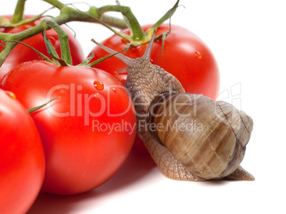 Garden snail and ripe tomato with water drop