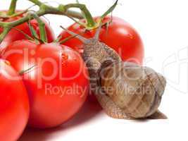 Garden snail and ripe tomato with water drop