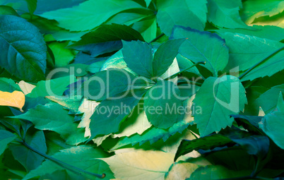 Background of green leaves