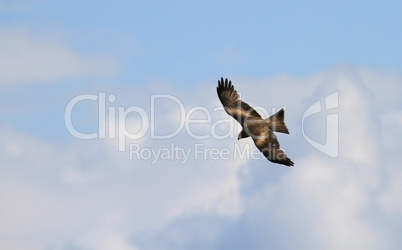 Buzzard flying