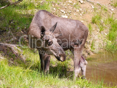 Elchkuh (Alces alces)