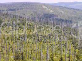 Waldgebiet mit Totholz