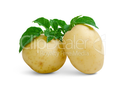 Potatoes with leaves