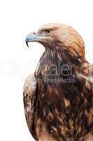 Proud Caucasian eagle