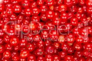 Redcurrant background