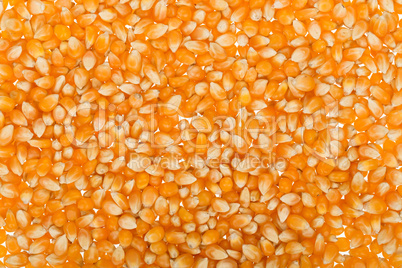 Corn seed background