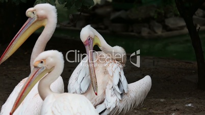 Pelicans cleans her feathers