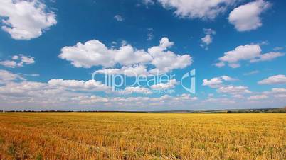 yellow field and cloudy sky