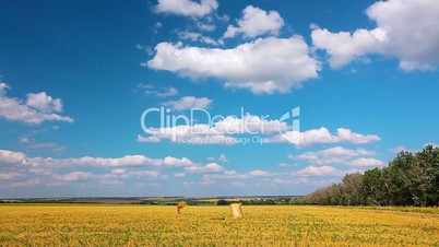 yellow field and cloudy sky