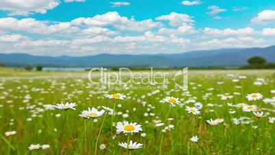 valley of the daisies