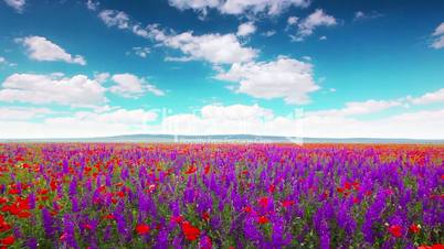 field of flowers and the cloudy sky