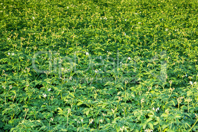 potato field