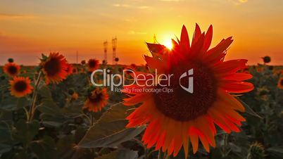 flowering sunflowers