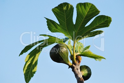 Early fig