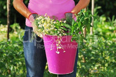 Bucket of herbs