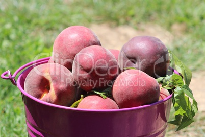 Peaches in a bucket