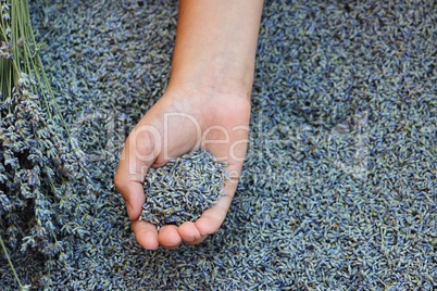 Hand with lavender seeds