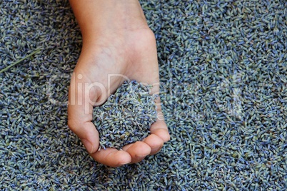 Hand with lavender seeds