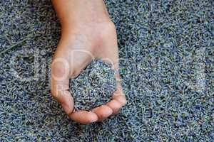 Hand with lavender seeds