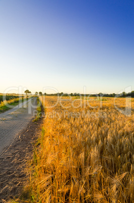 Corn field at sunset