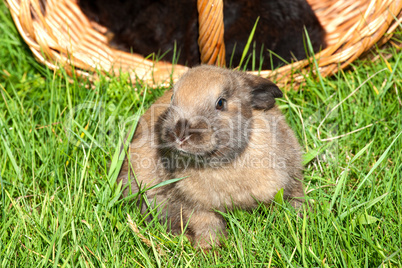 Rabbit and basket in the grass