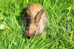 Young bunny in the meadow